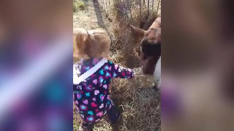 Hilarious Goat Knocks Down An Adorable Little Girl