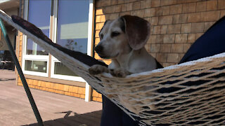 Beagle in a Hammock