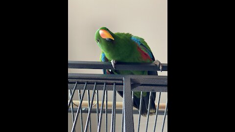 Eclectus Parrot loves to play peekaboo with his owner