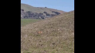 Bobcat crossing grassy hill