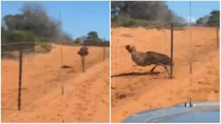 Emu med "forbikjøring" som gikk stang ut