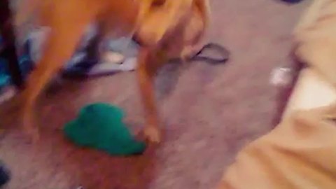 Dog Gets A Little Too Excited Playing Fetch