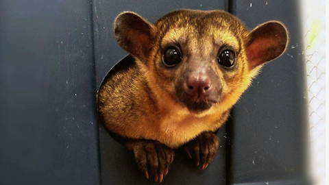 Mischievous Kinkajou Is The Pet You Never Knew You Wanted: CUTE AS FLUFF