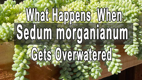 What happens when Sedum morganianum gets overwatered
