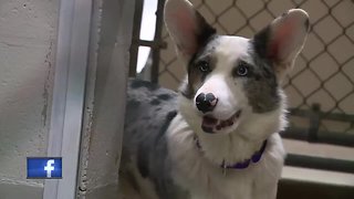 More than 30 dogs, parrot seized from home in Brown County