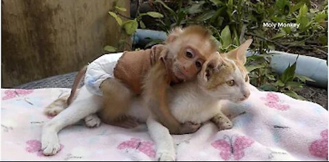 Monkey Baby Bo Bo Become - Cat Turns Into ​Superheroes monkey steals duckling's