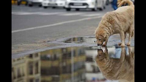 a canine battles with his appearance in the mirror
