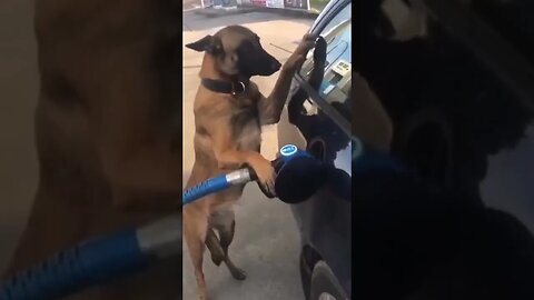 cão frentista de posto abastecendo o carro #cão #dog #shorts #funny