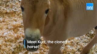 Meet Kurt, the cloned horse!