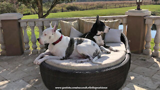 Happy Great Danes Listen To Chirping Birds While Relaxing On the Lounger