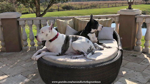 Happy Great Danes Listen To Chirping Birds While Relaxing On the Lounger