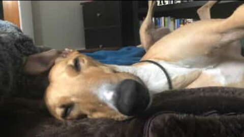 Greyhound elsker at sove på ryggen