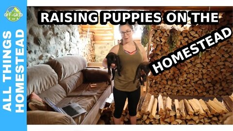Raising Italian Mastiff 4 Week Puppies // Homestead Life