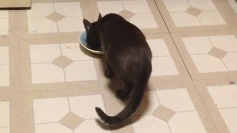 Cat Gets Vocal About His Love For Mac n' Cheese