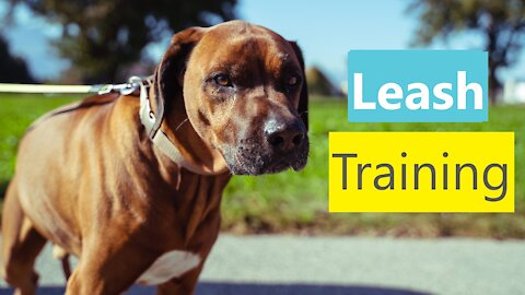How To Train Your Dog To Walk Well On The Leash
