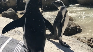 Super cute African penguins chill on woman's beach towel