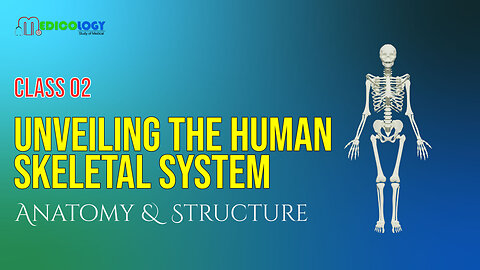 Unveiling the Human Skeletal System: Anatomy, Structure, and Function