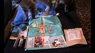 Pet Treater Monthly Mystery Bag for Cats Review - November 2019