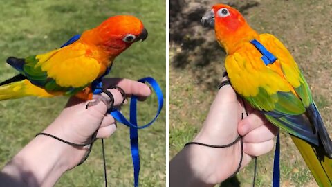 Parrot trained to wear harness while outdoors
