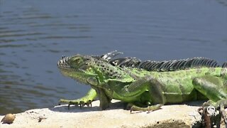 Ocean Ridge has great success with iguana control program