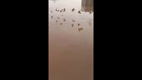 Bird take off