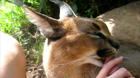 Friendly and exotic caracal gives human friend a bath