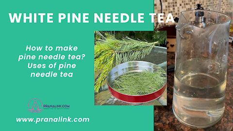 White Pine Needle Tea | PART 2 | PRANALINK.COM