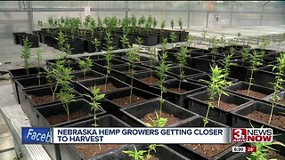NE Hemp Growers Closer to Harvest