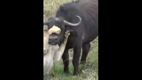 One Lioness Attacks A Buffalo