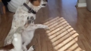 Dog turns too fast and falls over while playing with owner