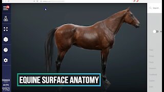 Equine surface anatomy - 3D Veterinary Anatomy & Learning IVALA®