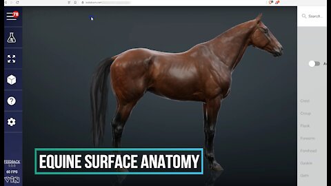 Equine surface anatomy - 3D Veterinary Anatomy & Learning IVALA®