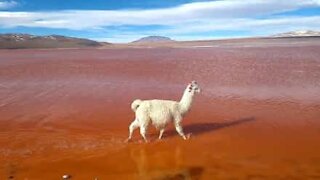 Lama desfila pela Laguna Colorada na Bolívia