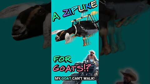 A ZIPLINE FOR GOATS? - MY GOAT CAN'T WALK!🥲🤔😲