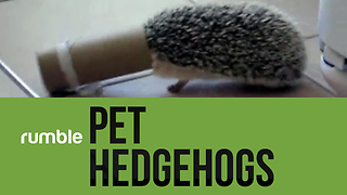 This compilation of pet hedgehogs will make you reconsider your next pet choice!