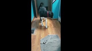 Strange doggy prefers to walk backwards instead of turning around