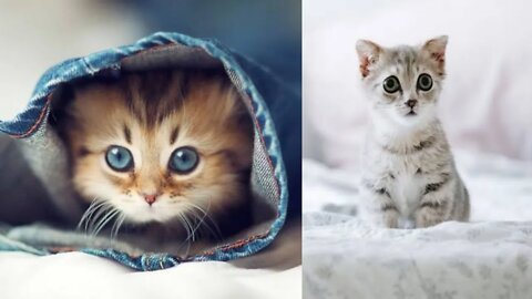 Cutest Cats in the World || Amazing Cats || Lovely Cats in the World