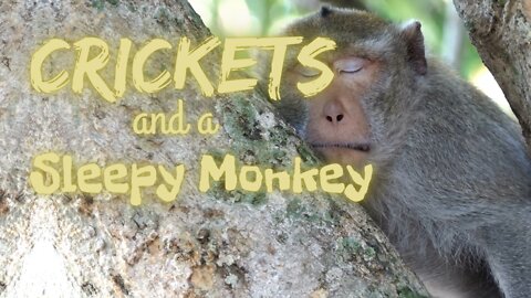 Crickets and a Sleepy Monkey | Crickets and Monkeys | Ambient Sound | What Else Is There?