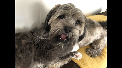 Epic dog and cat wrestling match