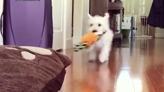 Small white dog with carrot charges his bed