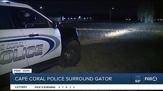 Cape Coral Police surround Gator