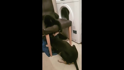 Friendly cat plays with new puppy addition