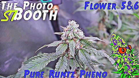 The Photo Booth S7 Ep. 9 | Flower Weeks 5 & 6 | Pure Runtz Pheno | AirCube System Grow