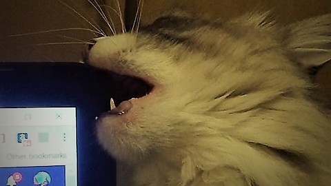 Kitty Cat Tries to Eat Computer