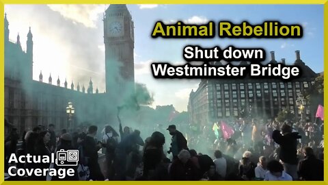 Animal Rebellion shuts down Westminster Bridge | LONDON | 8th October 2022