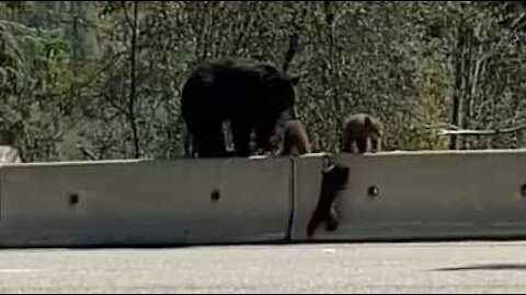 Bear cub learns how to climb barrier to reunite with family