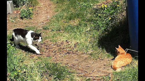 A domestic kitten met a village cat for the first time