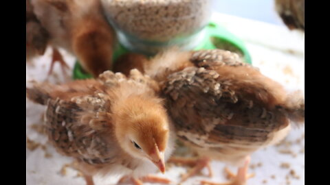 Episode 76:/ Raising chicks without a heat lamp