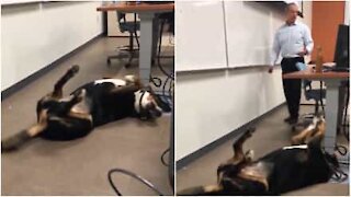 Høyskolelærer tar med seg hunden på eksamen for å berolige studentene
