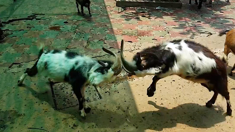Excited goats headbutt each other after eating ice cream